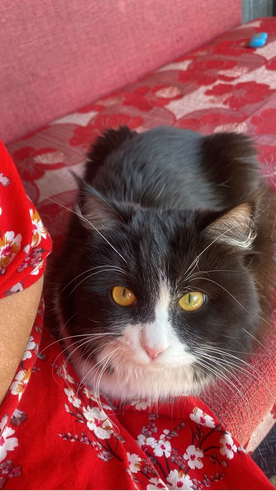 На вязку Кот ищет кошку