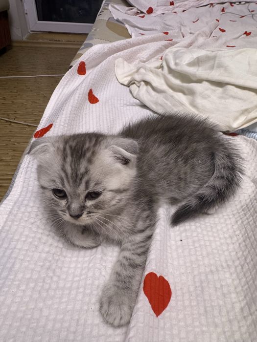 Котята Scottish fold