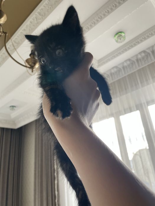 Отдам котенка в хорошие руки