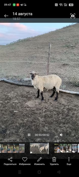 Продам племенных кошкаров