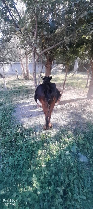 Bugoz sigir 4 bolasi qornidagi 7 oylik