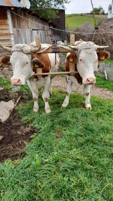 Junci în vârstă de 2 ani și 6 luni