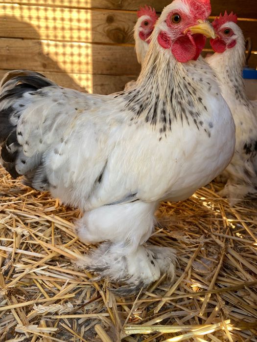 Мини Кохин декоративни петли