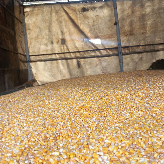 Vând porumb nou 1 leu