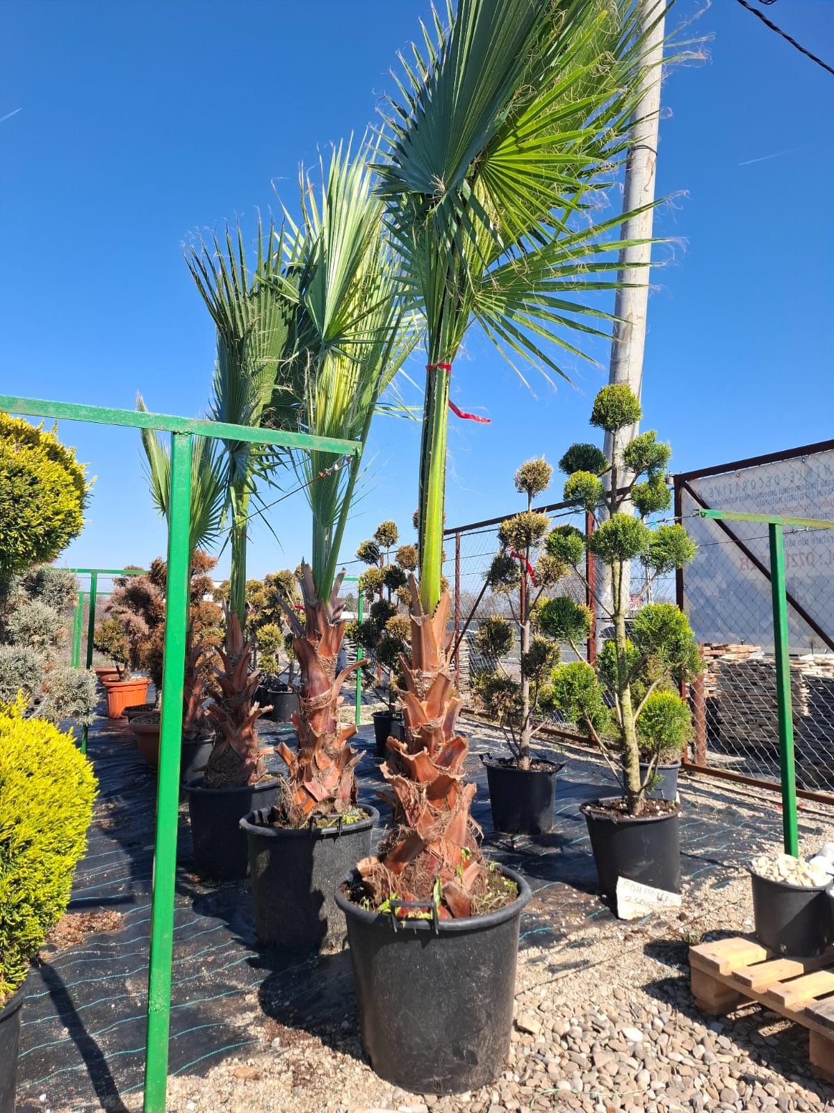 Palmieri Trachycarpus furtunei chiparosi leilandi
