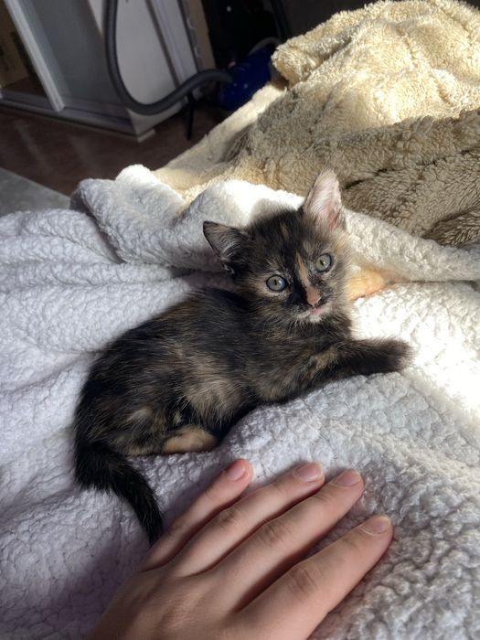 Котята. Котята. Котята