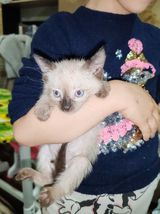 Котята сиамские и тайский