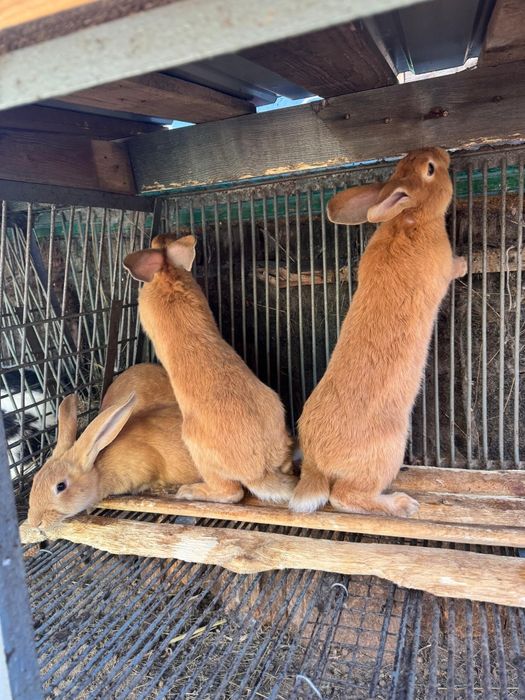 Продам кроликов порода Бургундская 6 месяцев,хорошие крупные