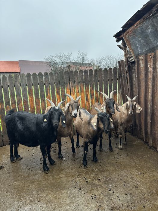 Vand capre Anglo nubian