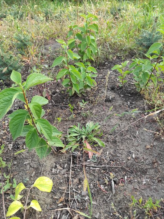 Жасмин (чубушник) саженцы