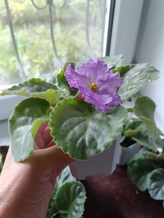 Фиалки,комнатные растения