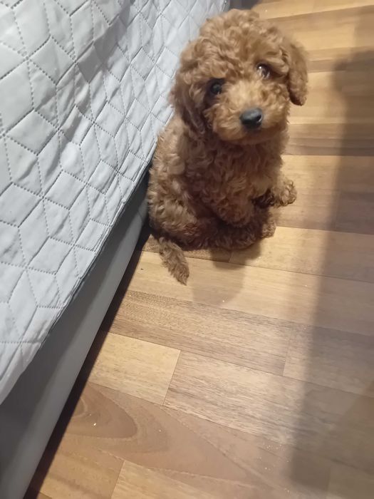 Куче Пудел той..