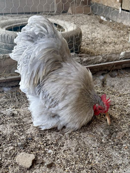 Cocos Cochinchina pitic lavanda