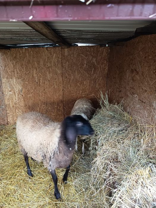 Oi de vânzare de anul asta