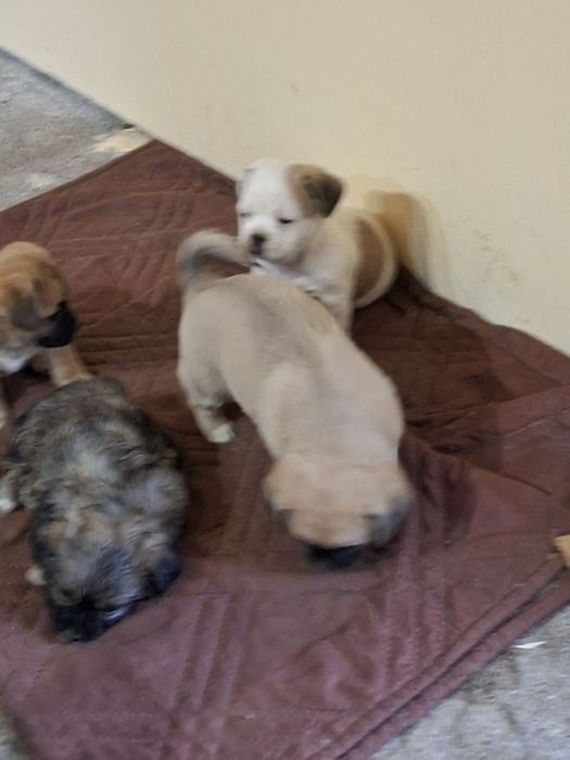 4 момичета и 1 момче Пекинези