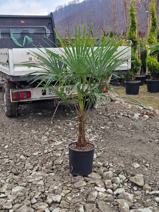 Plante Ornamentale Pentru Gradina ta