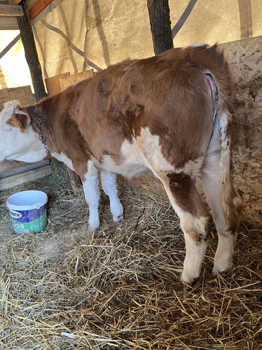 Vand vițea balțata