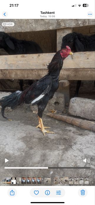 Fevralli boshida chiqqan dakan joja xoroz sotiladi