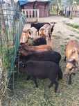 Oi Camerun – 11 capete (berbec, oi și miei) – Copălău, Botoșani


Came