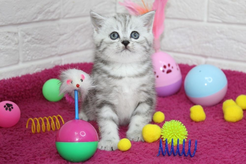 Шотландские Котята Скоттиш Страйт