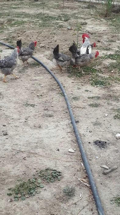 Срочно борковской борвистый