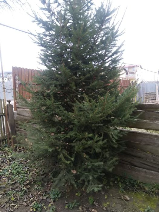 Suport brad Crăciun ,Brad natural,sanie