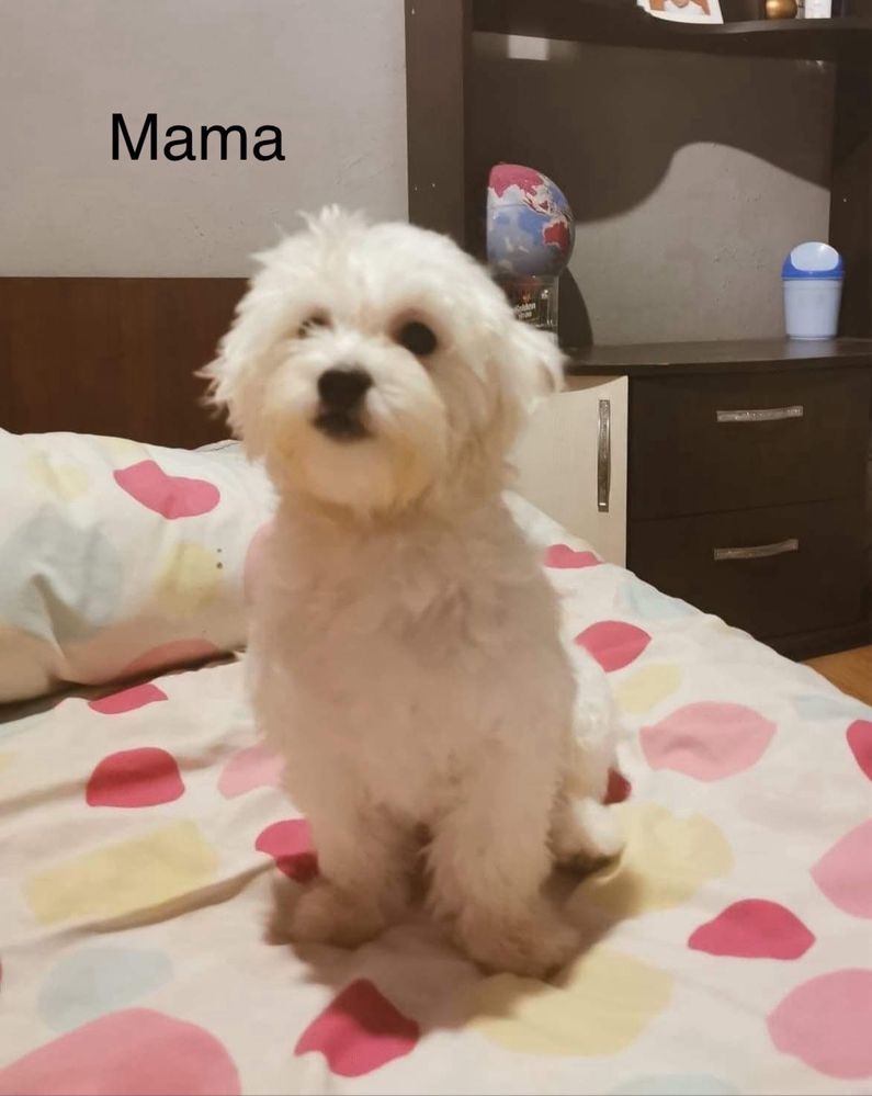 Bichon maltez mini mascul