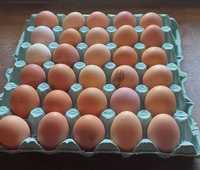Vând ouă de casă