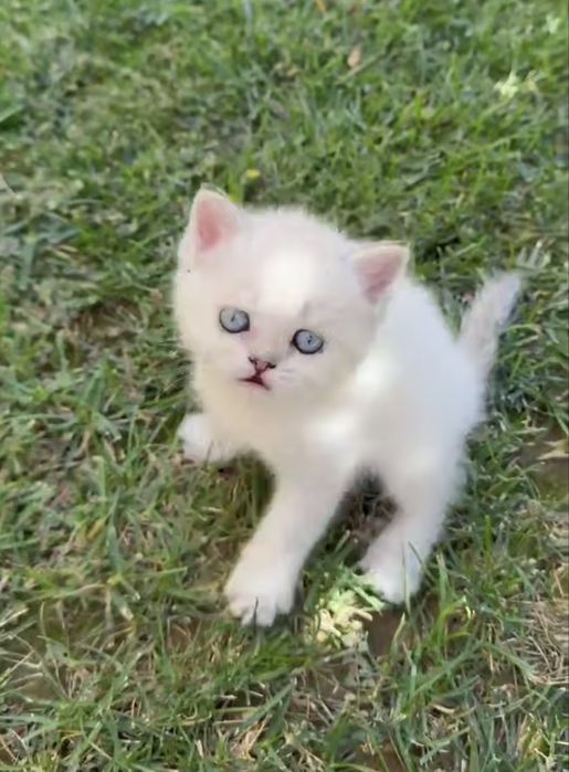 Шотландские чистокровные котята Золотая шиншилла