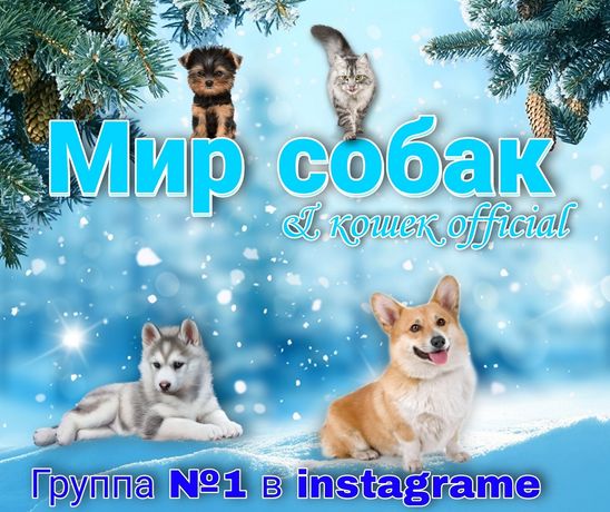 Собаки Казахстана