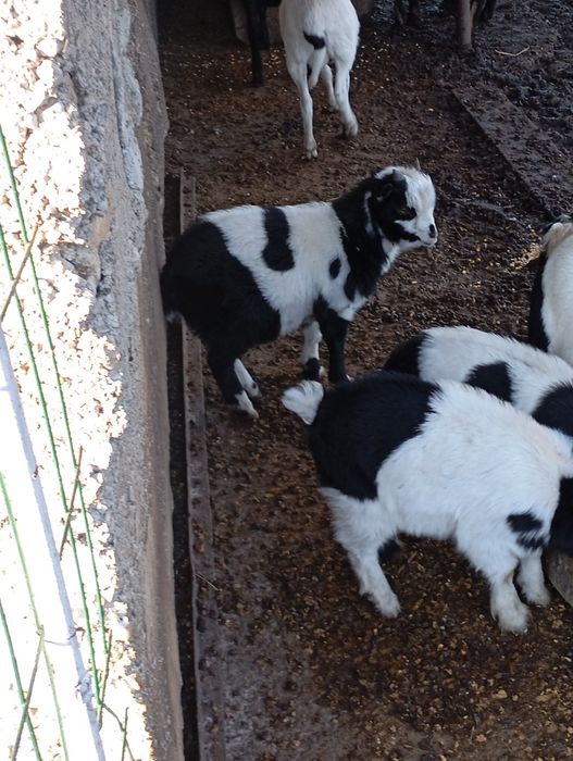 Vând țap pitic de 3 luni