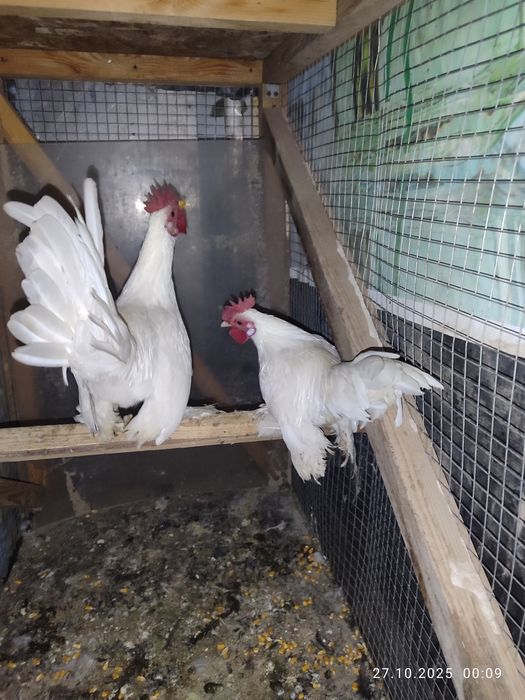 Продам карликовых петухов