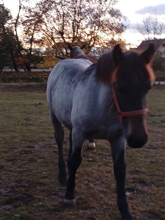 Mânză de 7 luni de pasune