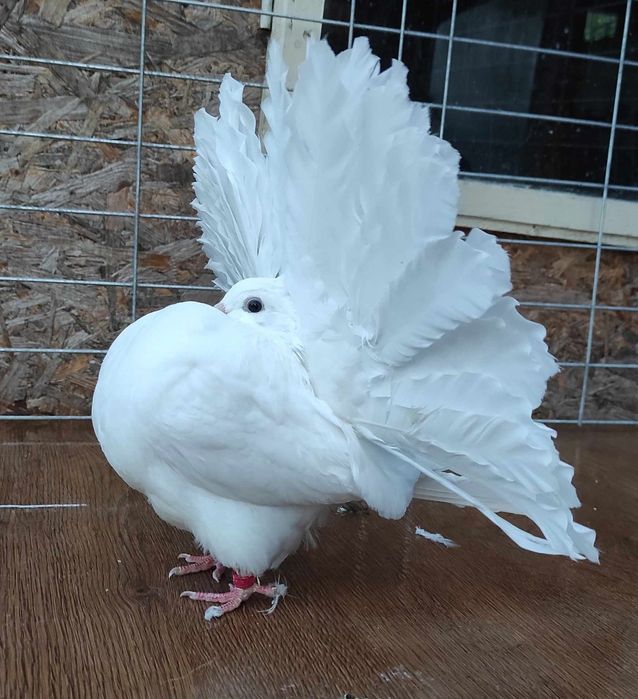 Porumbei voltati albi - linie noua