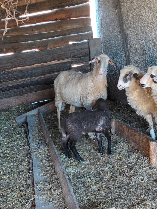 Oi de vanzare gestante tinere prima și a doua fătare