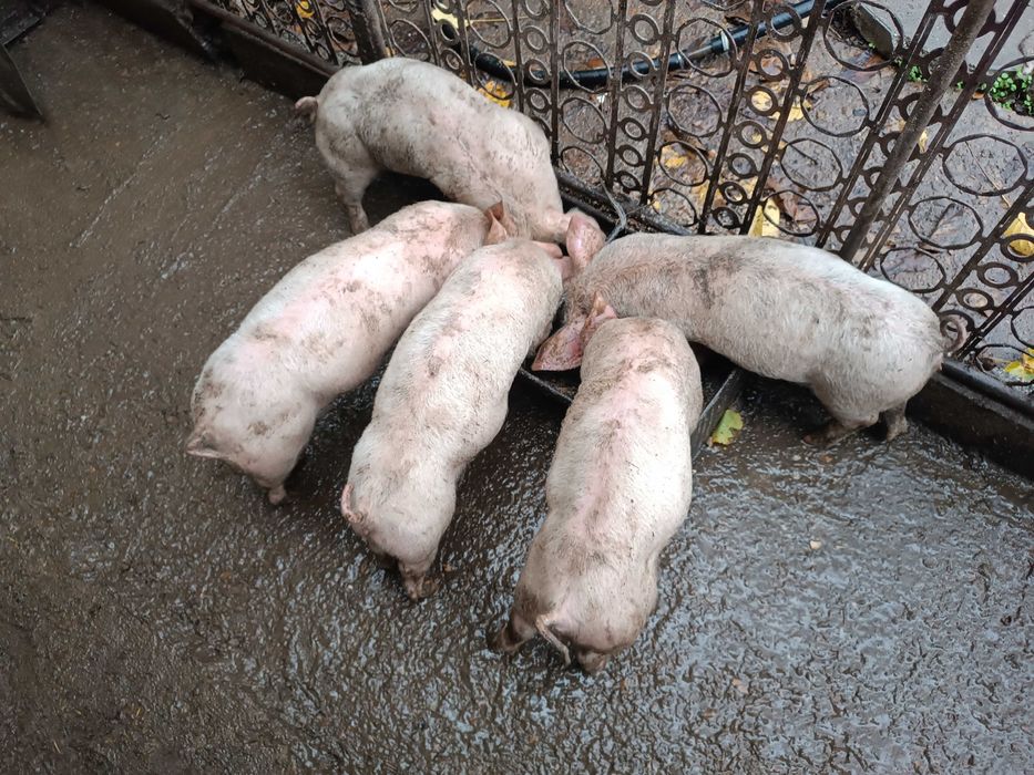 19-20 кг,Малки прасета,отбити,ваксина