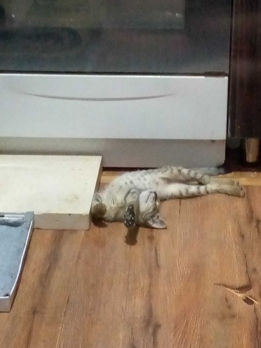 Пристраивается котенок 3-4 месяца