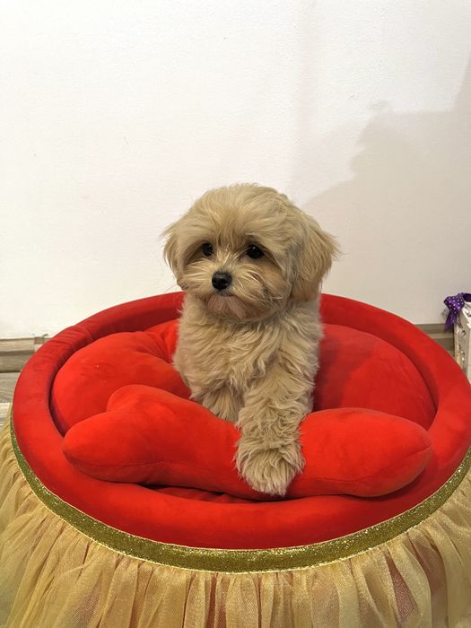 Fetiță Maltipoo – Bella, 3 luni
