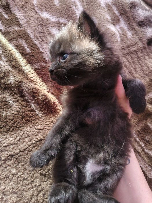 Отдам даром котят,папа сибиряк мама домохозяйка