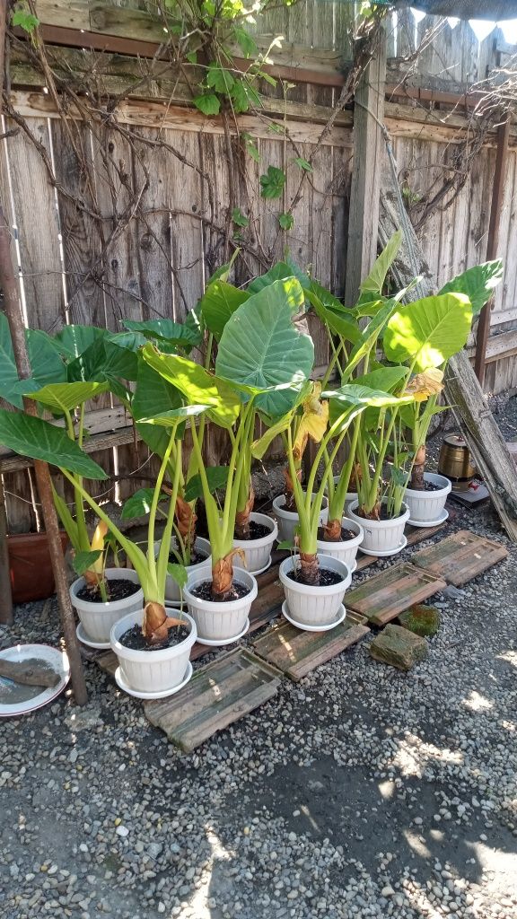 Plante ornamentale Alocasia.