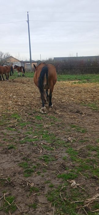 Iapă de vânzare mai multe detalii la telefon