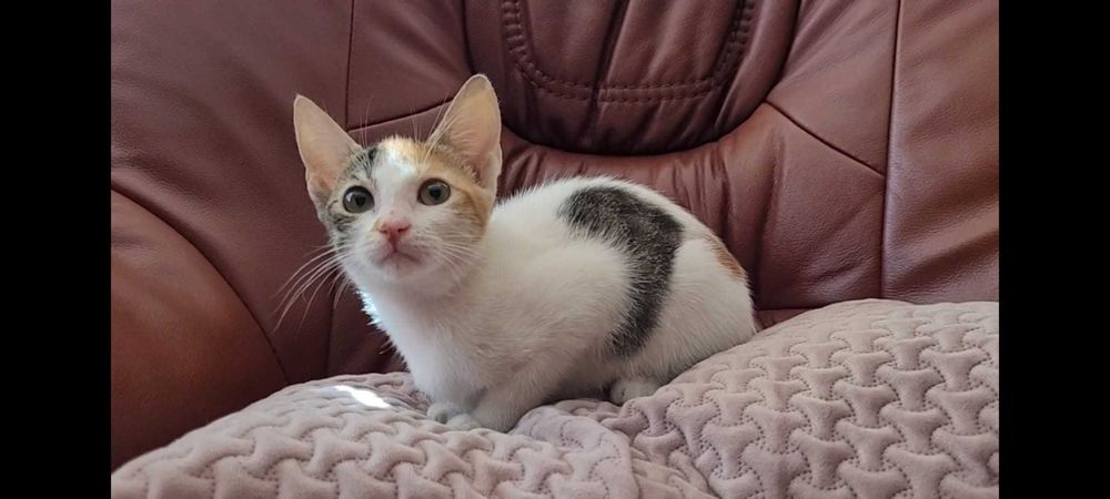 Adoptie pisicuta femela de 4 luni - vaccinata deparazitata