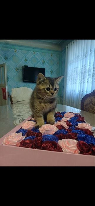 Продаётся кот от правильный вязки