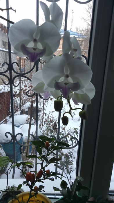 Продам , фикус Бенджамина, клеродендрум