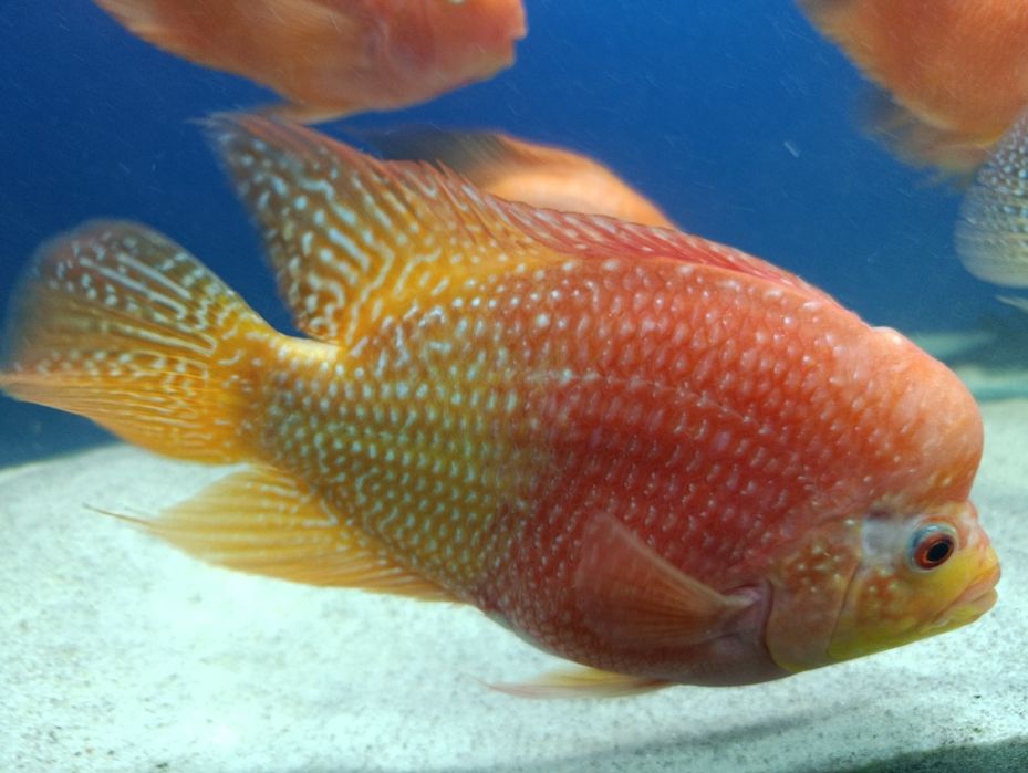 Baliq 2ta katta 200 000 ming dan 2ta kichik 100 000 mingdan