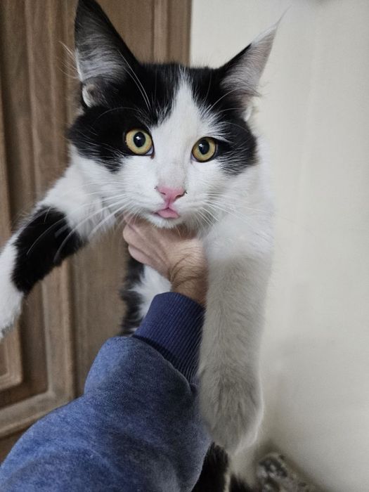 Два малаша в поисках дома ! Ташкент!