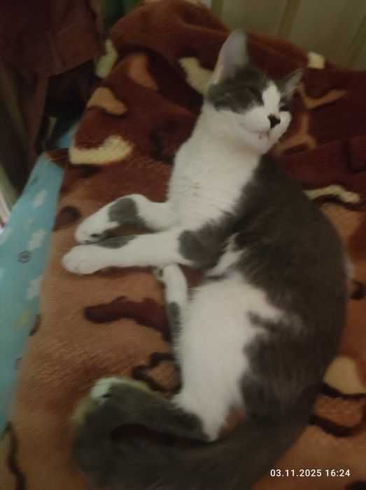 Ручная ласковая кошка