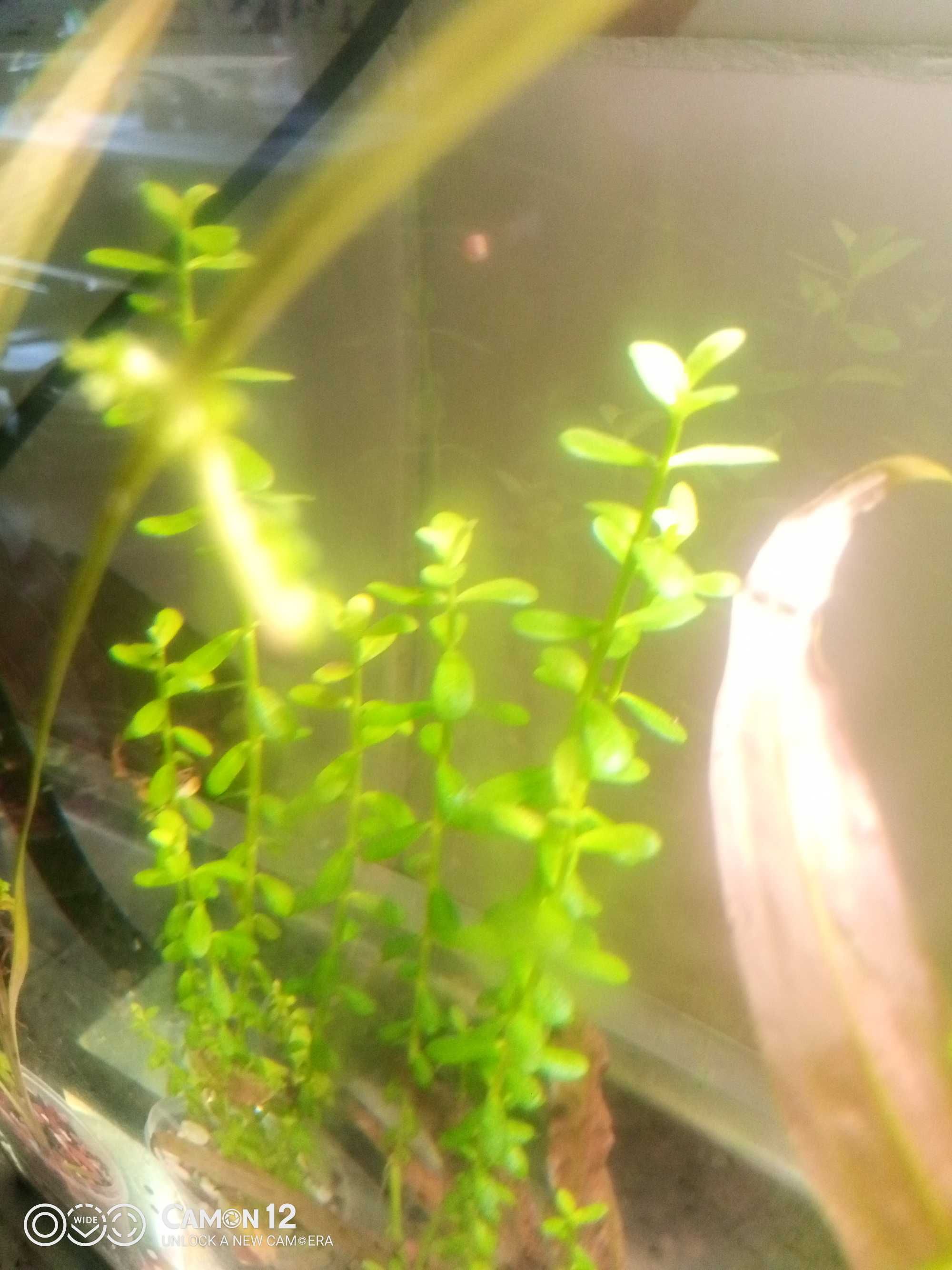 Растения в аквариум