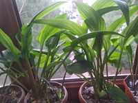 Дримиопсис-комнатное растение