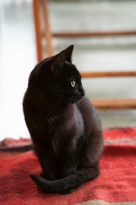Коте търси дом - Подарявам котка